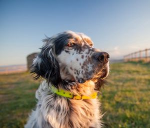 Preview wallpaper dog, muzzle, grass, collar