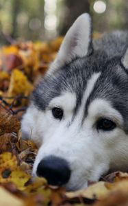 Preview wallpaper dog, muzzle, grass, leaves