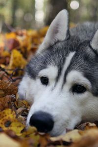 Preview wallpaper dog, muzzle, grass, leaves