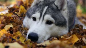 Preview wallpaper dog, muzzle, grass, leaves