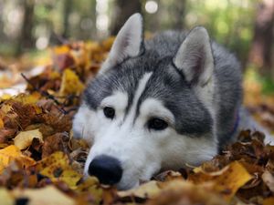 Preview wallpaper dog, muzzle, grass, leaves