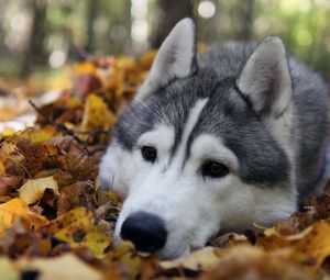 Preview wallpaper dog, muzzle, grass, leaves