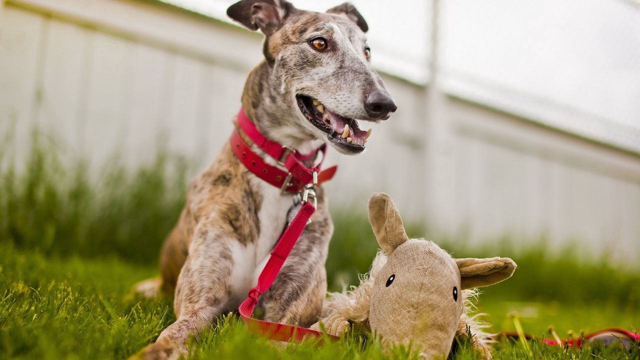 Wallpaper dog, muzzle, grass, playful, collars