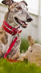 Preview wallpaper dog, muzzle, grass, playful, collars