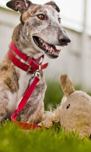 Preview wallpaper dog, muzzle, grass, playful, collars