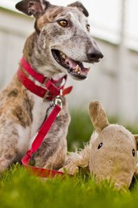 Preview wallpaper dog, muzzle, grass, playful, collars