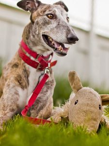 Preview wallpaper dog, muzzle, grass, playful, collars