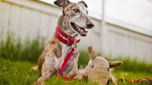 Preview wallpaper dog, muzzle, grass, playful, collars