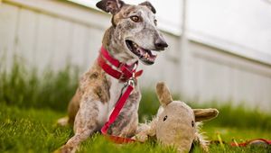 Preview wallpaper dog, muzzle, grass, playful, collars