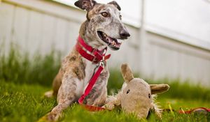 Preview wallpaper dog, muzzle, grass, playful, collars