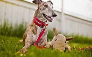 Preview wallpaper dog, muzzle, grass, playful, collars