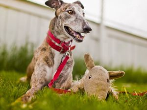 Preview wallpaper dog, muzzle, grass, playful, collars