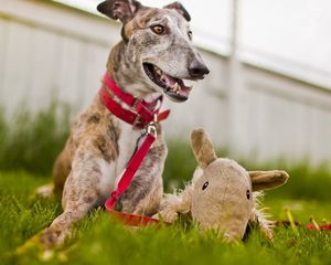 Preview wallpaper dog, muzzle, grass, playful, collars