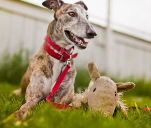 Preview wallpaper dog, muzzle, grass, playful, collars