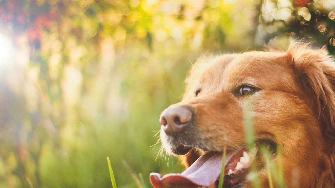 Wallpaper dog, muzzle, grass, sunlight