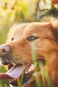 Preview wallpaper dog, muzzle, grass, sunlight