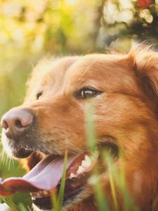 Preview wallpaper dog, muzzle, grass, sunlight