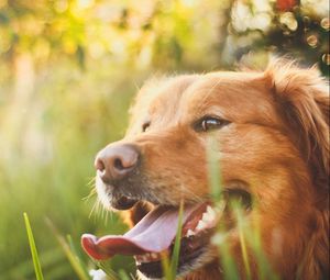 Preview wallpaper dog, muzzle, grass, sunlight