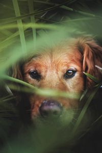 Preview wallpaper dog, muzzle, grass, hunting