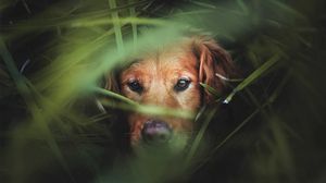 Preview wallpaper dog, muzzle, grass, hunting