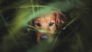 Preview wallpaper dog, muzzle, grass, hunting