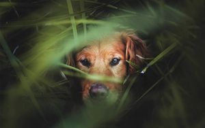 Preview wallpaper dog, muzzle, grass, hunting