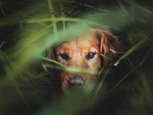 Preview wallpaper dog, muzzle, grass, hunting