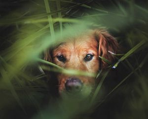 Preview wallpaper dog, muzzle, grass, hunting