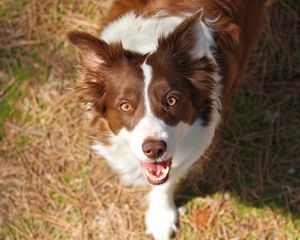 Preview wallpaper dog, muzzle, grass, funk, spotted