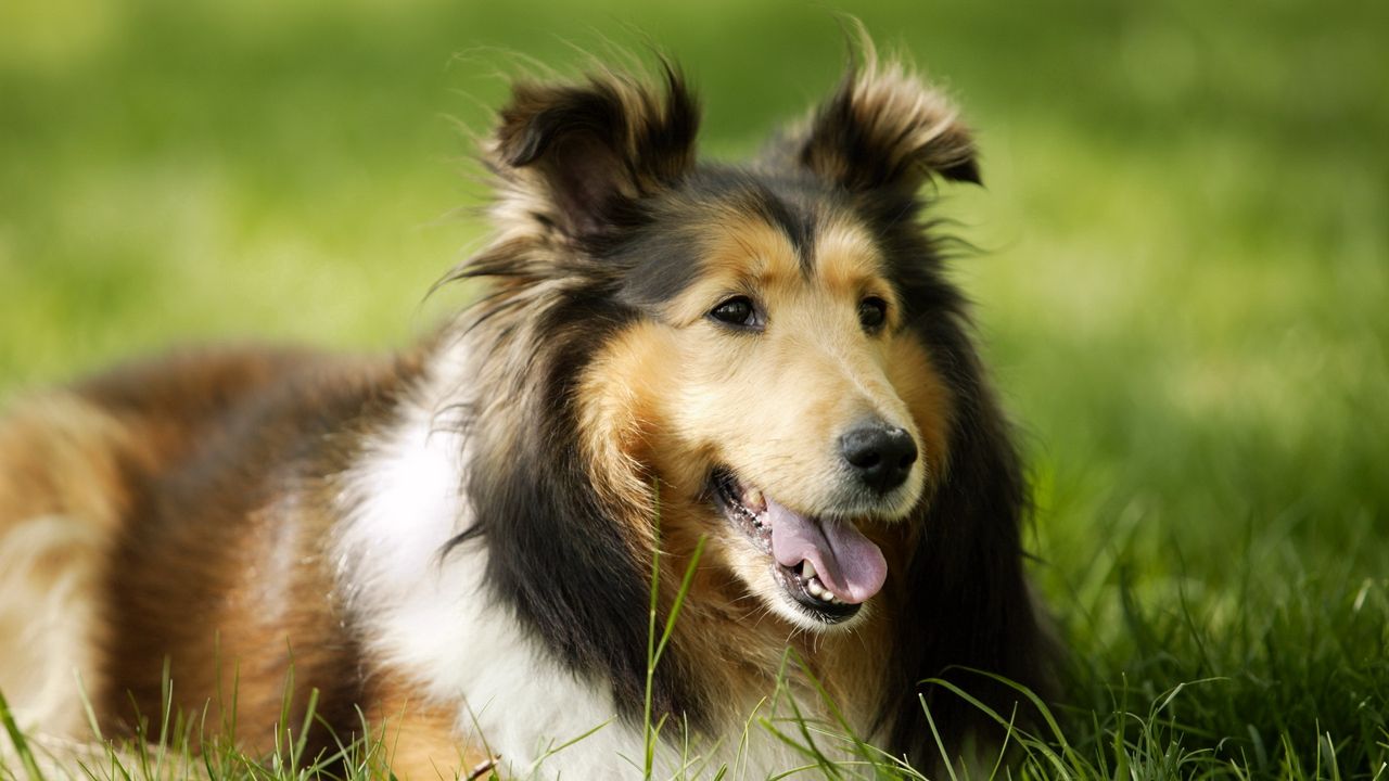 Wallpaper dog, muzzle, grass, leisure