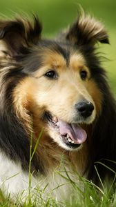 Preview wallpaper dog, muzzle, grass, leisure