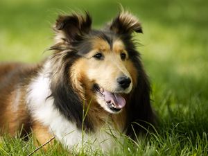 Preview wallpaper dog, muzzle, grass, leisure