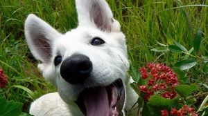 Preview wallpaper dog, muzzle, grass, leaves, flowers