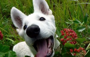 Preview wallpaper dog, muzzle, grass, leaves, flowers