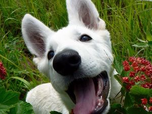 Preview wallpaper dog, muzzle, grass, leaves, flowers