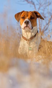 Preview wallpaper dog, muzzle, grass, dog collar