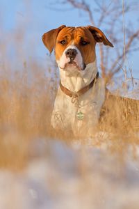 Preview wallpaper dog, muzzle, grass, dog collar