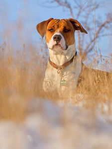 Preview wallpaper dog, muzzle, grass, dog collar