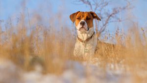 Preview wallpaper dog, muzzle, grass, dog collar