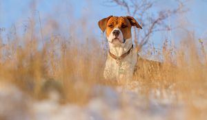 Preview wallpaper dog, muzzle, grass, dog collar