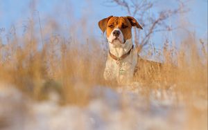 Preview wallpaper dog, muzzle, grass, dog collar