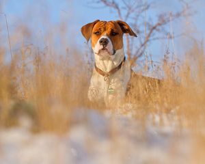 Preview wallpaper dog, muzzle, grass, dog collar