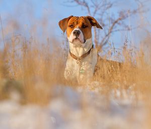 Preview wallpaper dog, muzzle, grass, dog collar