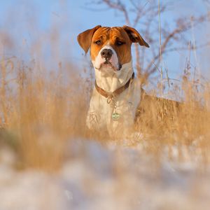 Preview wallpaper dog, muzzle, grass, dog collar