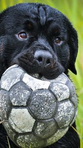 Preview wallpaper dog, muzzle, grass, ball