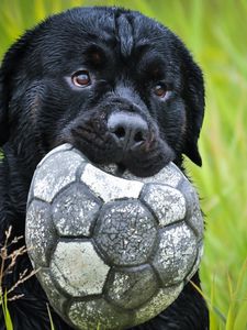 Preview wallpaper dog, muzzle, grass, ball