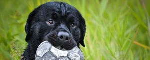 Preview wallpaper dog, muzzle, grass, ball