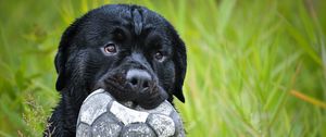 Preview wallpaper dog, muzzle, grass, ball