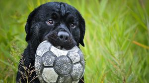 Preview wallpaper dog, muzzle, grass, ball