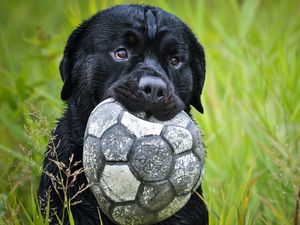 Preview wallpaper dog, muzzle, grass, ball